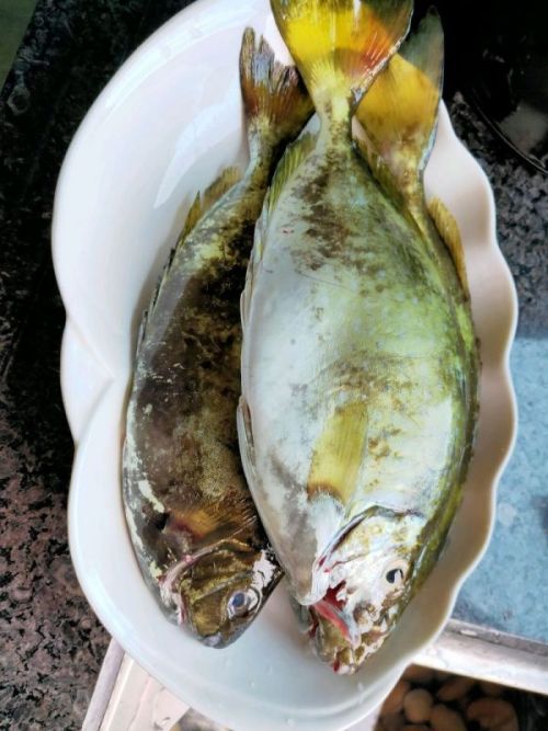 橄榄糁焖泥猛鱼