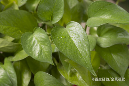 怎么养绿萝花的叶子又大又绿