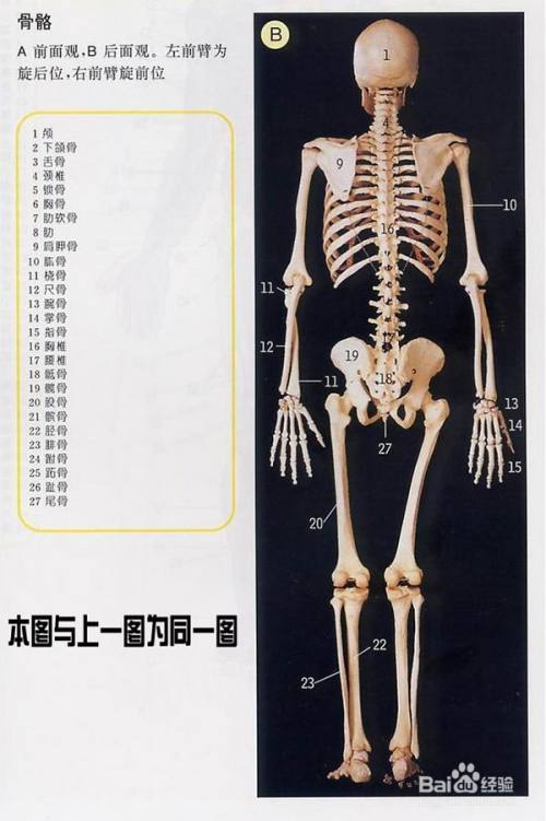 人体骨骼模型3d图解