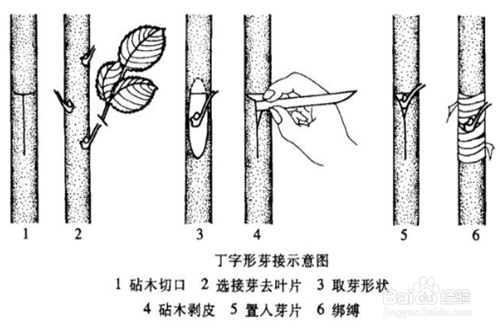 月季嫁接技术大全图解