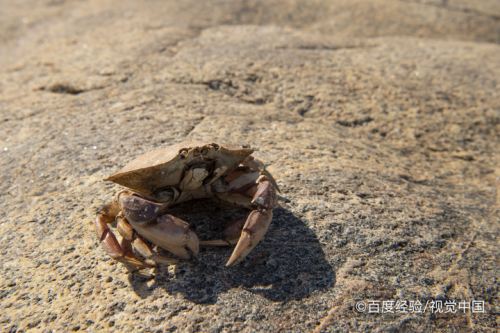 海边的螃蟹怎么才能养活