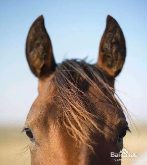 小马的耳朵有什么作用