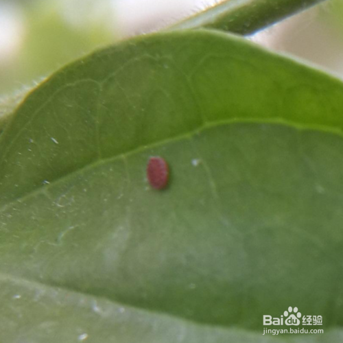 花土里的小飞虫怎么彻底清除