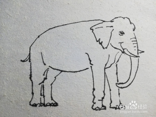 怎么画大象线描步骤