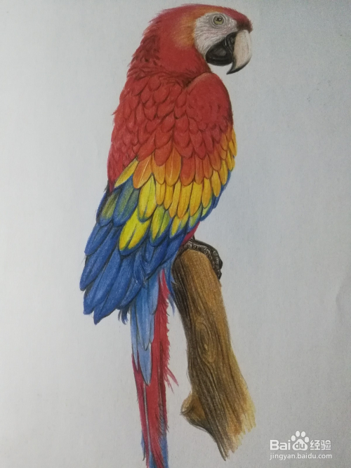怎么画写实的彩铅金刚鹦鹉写生