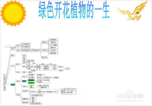 绿色开花植物的一生手抄报