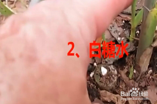 白糖中含有葡萄糖能够提供植物生根的营养元素,用发酵后的白糖水浇