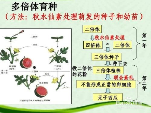 多倍体育种过程图解