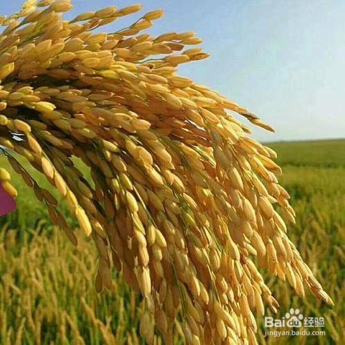 即水稻,是人类重要的粮食作物之一,是禾本科一年生水生草本.