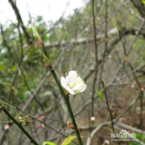 梅花叶子发黄干枯怎么回事