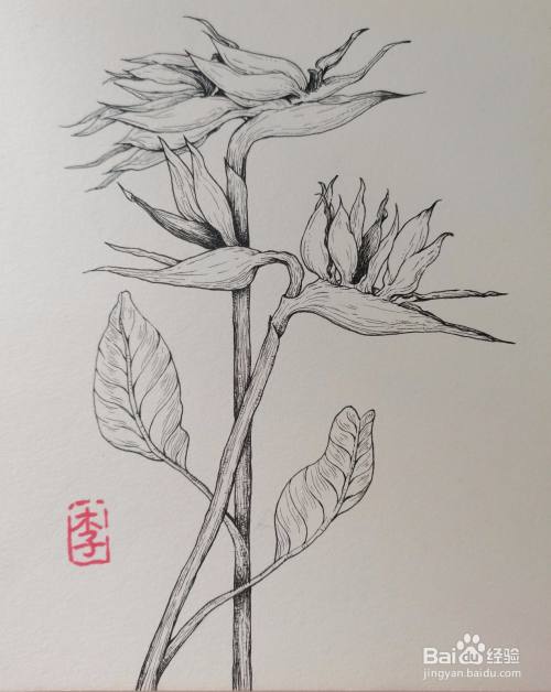 怎样画线描装饰画—天堂鸟