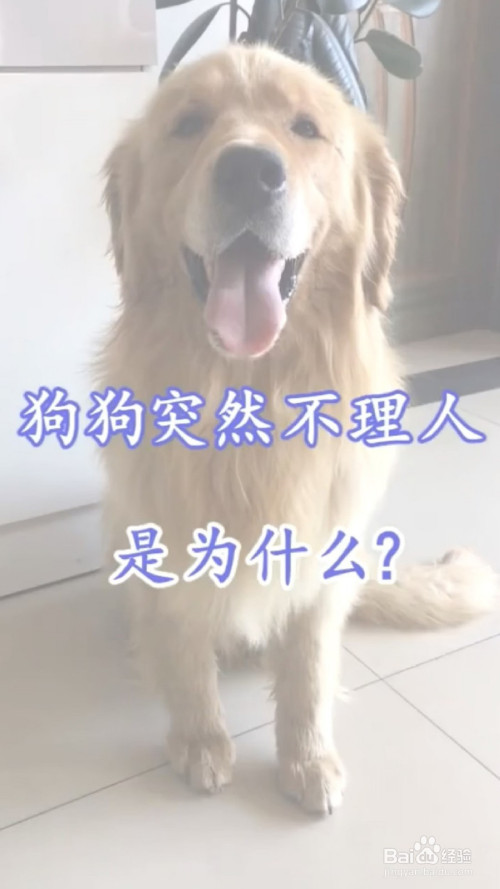 狗狗突然不理人了是怎么回事?