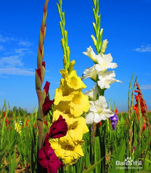 > 园艺1 花期不同:建兰的花期比较长,通常在6-10月份,而剑兰的花期