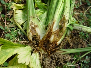 芹菜菌核病防治技术