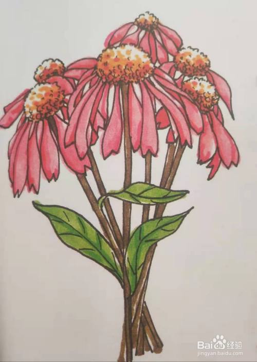 怎么用马克笔画松果菊