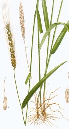 麻黄根,浮小麦的功效与作用