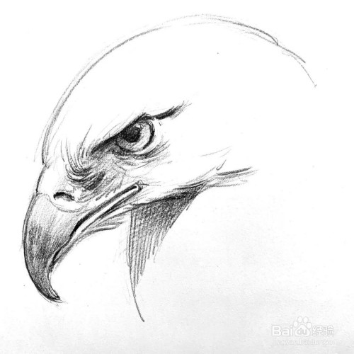 如何画出老鹰头像
