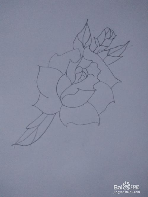 简笔画-如何画一支玫瑰花?
