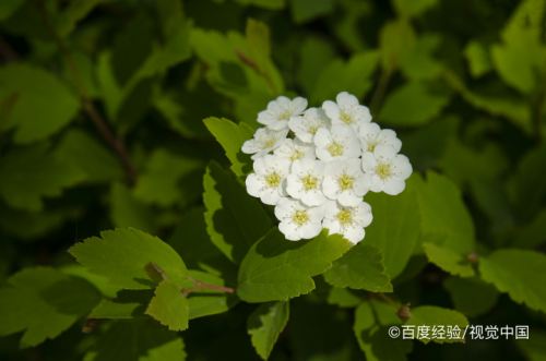 小手球花养护方法