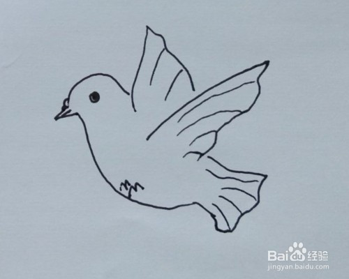 飞禽简笔画:教你怎么画鸽子