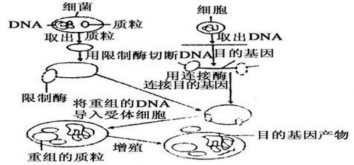 基因工程的5个步骤