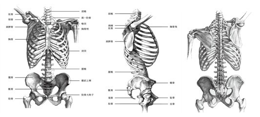 素描半身像躯干解剖