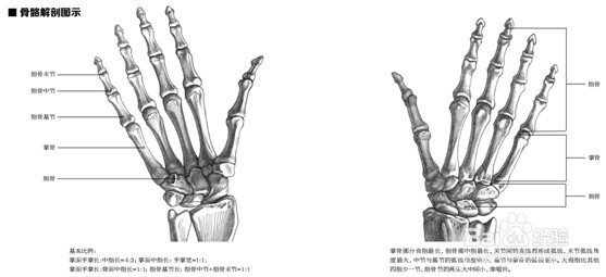 母婴/教育 教育 > 中学 手部解剖 手由手腕,手背,手掌和手指组成.