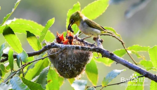 育雏时亲鸟怎样决定该先喂哪只幼鸟