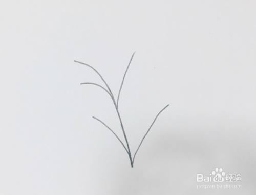 怎么画艾草简笔画