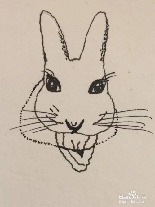 我们画出宠物兔的胡须,用笔画出宠物兔的身体轮廓和服装.