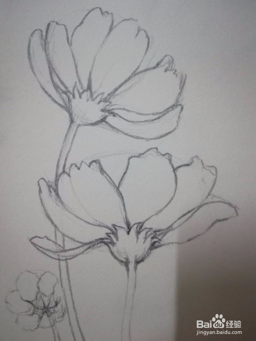 手绘花朵素描教程