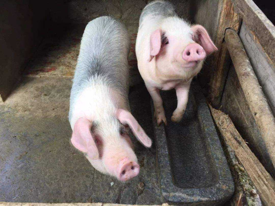 开屏新闻-可可爱爱！高黎贡山3只小野猪跟着猪妈妈觅食