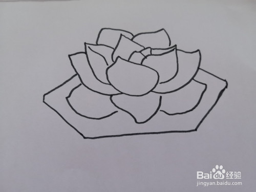 多肉植物的简笔画