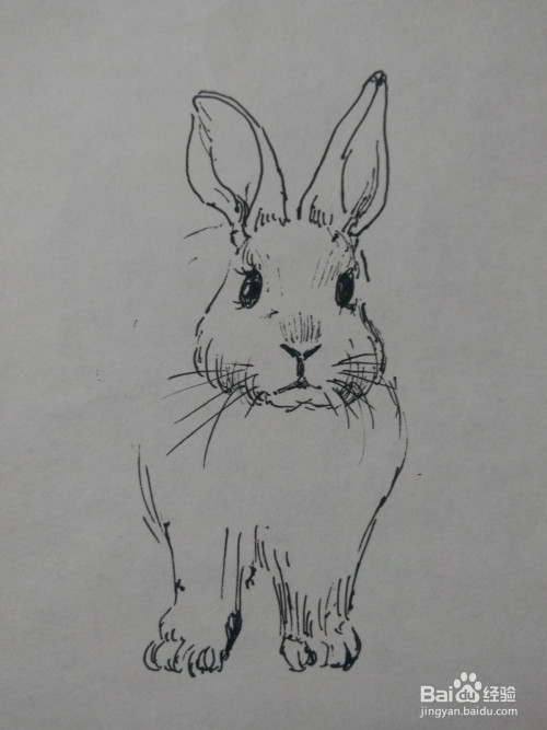 兔子怎么画简单又漂亮