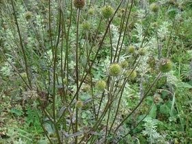 川断为川续断的根