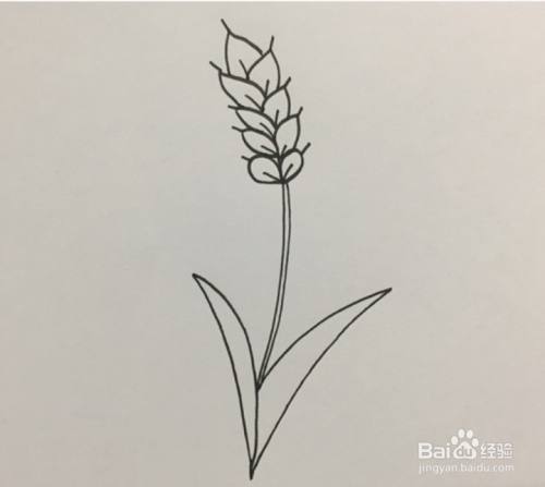 在每一颗麦粒上都画出麦针后,画出麦秆将麦穗与叶子连接起来.