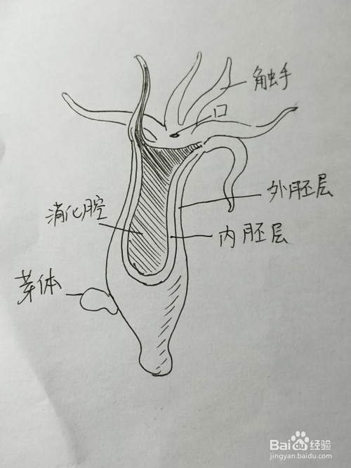 水螅结构图简笔画