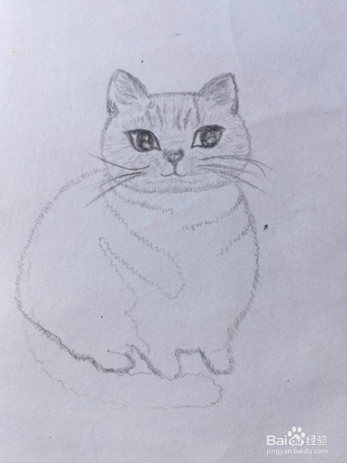 猫咪的素描画教程