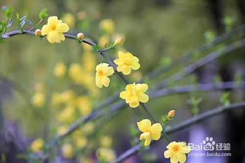 迎春花什么颜色