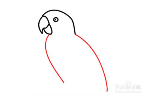 鹦鹉怎么画?