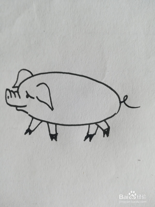 3 再画出小猪的两只大耳朵 4 画出小猪的四条腿 5 最后画出小猪的尾巴
