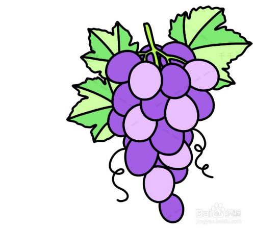 怎么画葡萄的简笔画