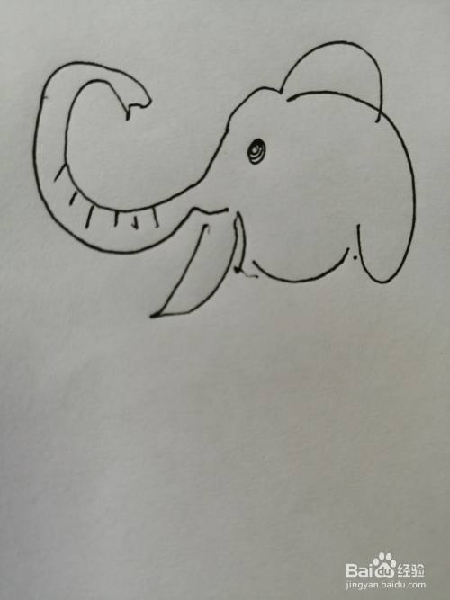 第四步,然后在可爱的大象的鼻子下面画出一个尖尖的象牙,象牙画法