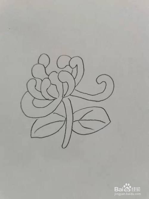 简单的菊花怎么画