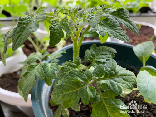 小番茄阳台育苗--附时间和生长状态图