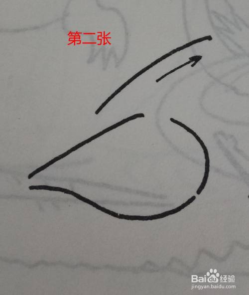 儿童简笔画-鹈鹕(ti hu)的画法