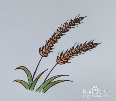 儿童简笔画:如何一步一步画麦穗,简单易学