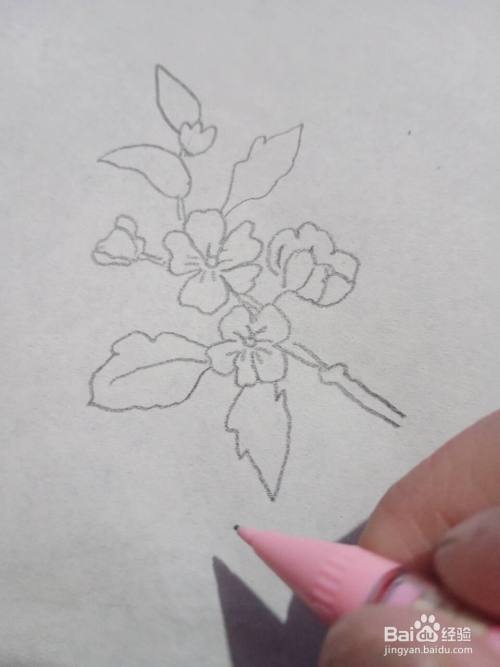 美丽的海棠花怎么画