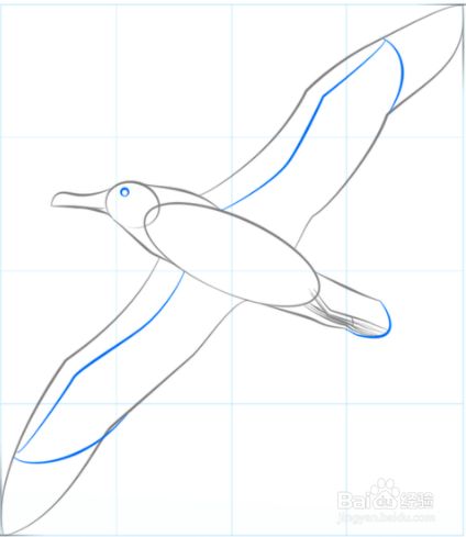 如何画飞翔的信天翁