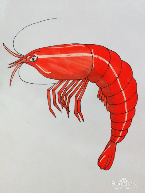 彩绘一只虾卡通绘本插图